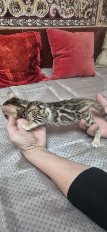 Бенгальская, 1 месяц, Девочка at lalafo.kg Бенгальская, 1 месяц, Девочка