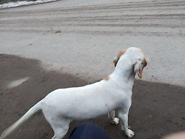 собаки хаски щенки: Пойнтер, 8 месяцев, Самка, С родословной — 3