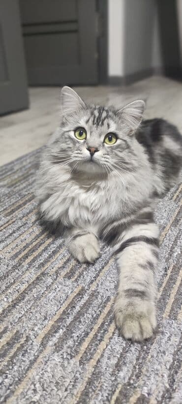 приют для котят бишкек: Вязка: Сибирская, Мальчик, 1 год, С прививками, Серебристая шиншилла — 3