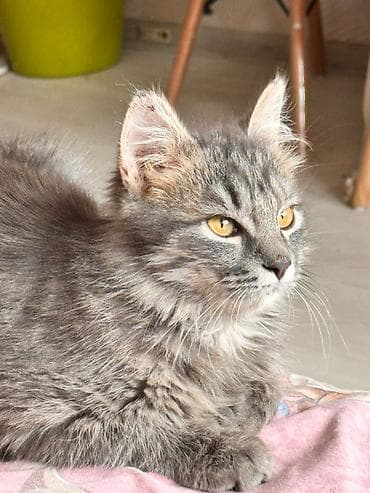 Отдам даром кошку: Кошка даром: Сибирская, 7 месяцев, Мальчик — 4