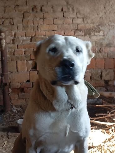 Аквариумдар: Среднеазиатская овчарка (алабай), кобель, крупный и мощный. щенок — 1