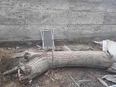 Рейки: Бревно/ствол дерева для распила и хозяйственных нужд. Описание: - — 2