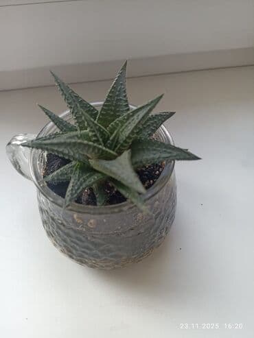 цветок кринум: Суккуленты — 2