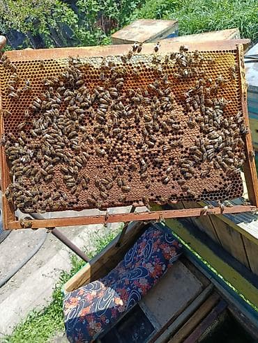 Продаются пчелосемьи на 9-ти рамках, порода карника-карпатка, матки
