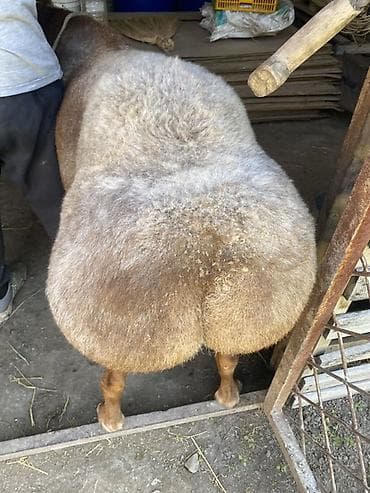 Продаю | Баран (самец) | Арашан — 5