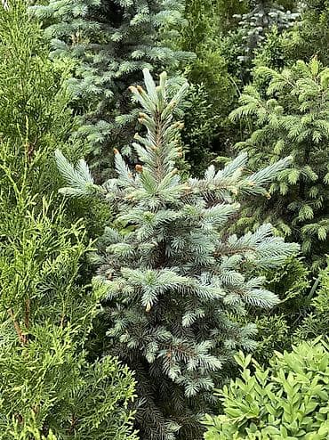 продаю летний душ: Продаются голубые/зеленые/тянь-шанские ели 🌲 Выращиваем сами, со всей — 7
