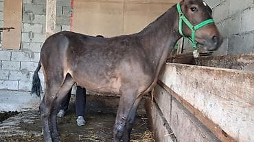 дом кошка: Продаю | Конь (самец), Жеребенок | Для разведения, Конный спорт — 5