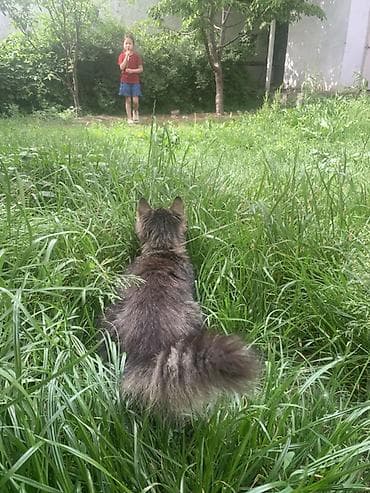 коты бесплатные: Кошка даром: Беспородная, 6 месяцев, Девочка, Приучена к лотку — 7