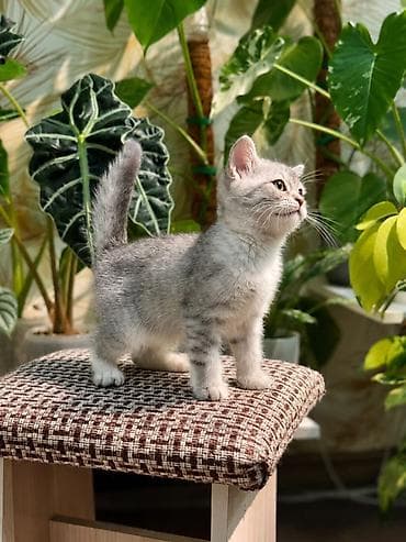 британские котята цена: Британские короткошёрстные котята серебристого окраса (tabby/шиншилла) — 4