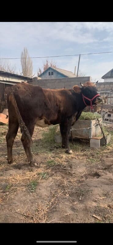 за сколько дней до отела корова наливает вымя: Продаю | Корова (самка) | Полукровка | Для молока | Нетель — 2