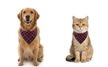 big 6: Бандана Платок для Собак и Кошек (Клетка "Тартан") Стильная и яркая — 1