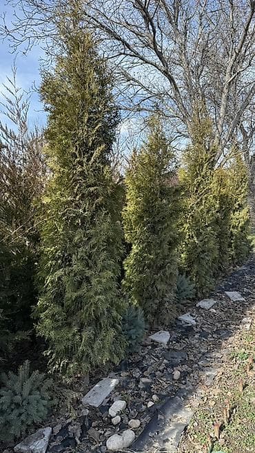 Уголь: Продаю! Можжевельник коллоновидный - от 2х метров (4000 сом) — 1