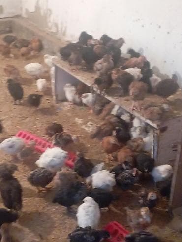 цыпа: Продаю | Цыплята | Для разведения — 4