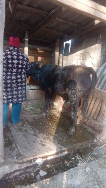 мейн кун бишкек питомник lyubushka купить котенка цена: Продаю | Бык (самец) — 3