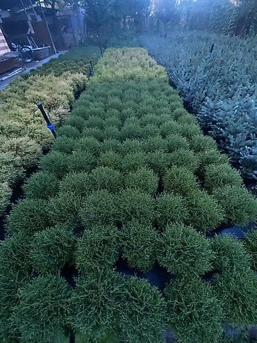 туя ош: 🌿 Шаровидные туи в наличии! 🌿 Добавьте вашему участку аккуратный и — 1