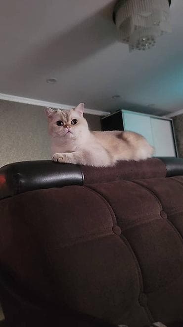 Отдам даром кошку: Пристраиваются 2 кошки в хорошие руки с дальнейшим отслеживаением — 2