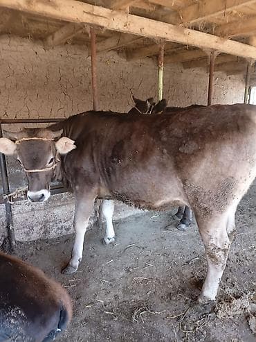 на откорм: Продаю | Тёлка | Швицкая | На откорм | Привязанные — 2