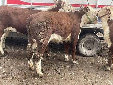 дойыный карова: Продаю | Корова (самка), Тёлка | Герефорд | На откорм, Для разведения, Для молока — 9