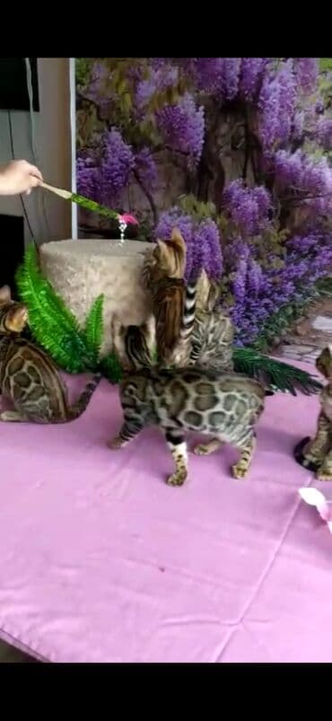 новорожденные котята: Бенгальские котята Проф.Питомник Бен Гла Мур предлагает.чудесных — 1