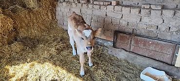 Продаю | Музоо, торпок | На откорм, Для разведения