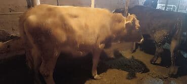 черепаха животное: Продаю | Корова (самка) | На забой — 6