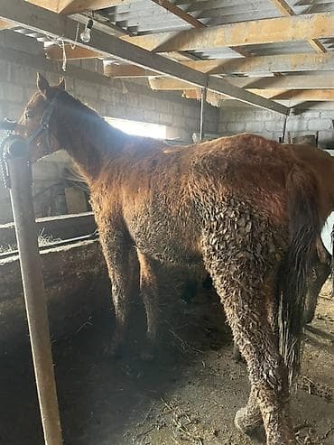 кунандар: Продаю | Жеребец | Рабочий — 1