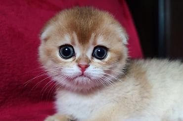 кошка в оше: Скотиш Фолд (Шотландская вислоухая), 2 месяца, Мальчик, Золотая шиншилла — 3