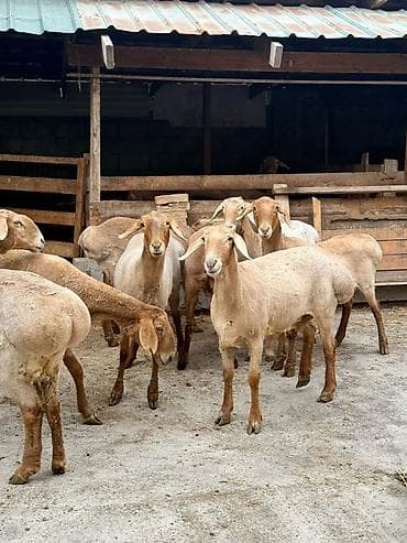 Ветеринар кызматы: Сатам | Ургаачы кой (ургаачы) | Союуга | Ургаачы — 9