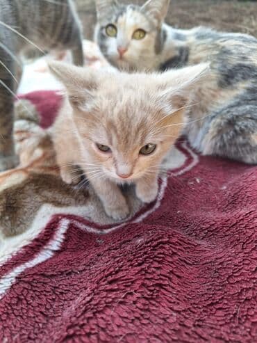 отдам переноску для кошек: Добрые, ласковые, воспитанные, классные котята ищут добрых и — 4