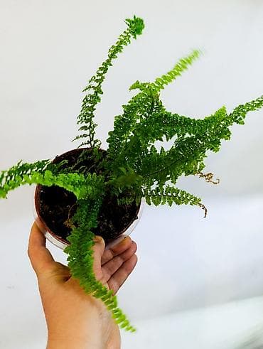 монстера цветы: Продаю цветы, все цены разные, Кара-Балта продаю сингониумов и — 8