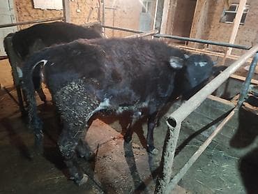 Продаю | Тёлка | Полукровка | На откорм | Привязанные