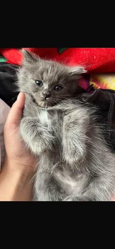 Животные: Котята от домашней кошки Описание: - Милые котята 1 помёта: тигровый — 6