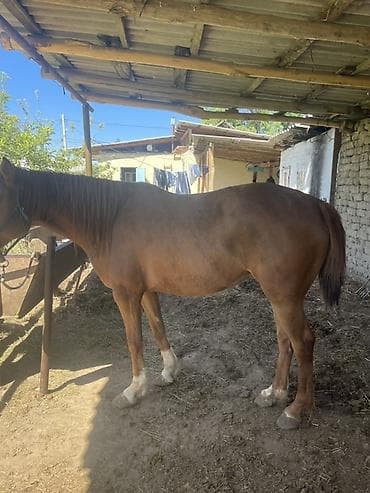 сколько стоит лабубу в кыргызстане: Продаю | Кобыла (самка) | Дончак | Рабочий — 3