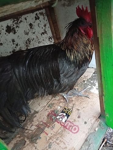 d cat: Продаю | Петух — 5