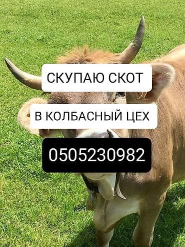 Частное лицо : Коровы, быки, Лошади, кони, | Круглосуточно, Любое состояние, Забитый