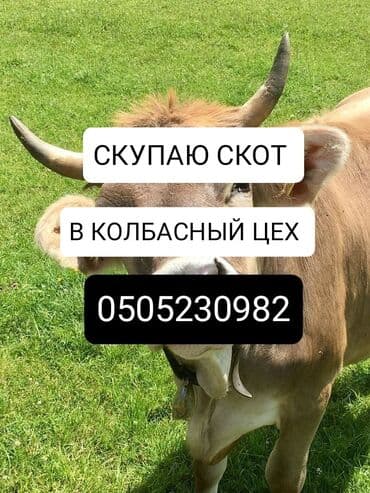 домашние птицы: Куплю | Коровы, быки, Лошади, кони | Круглосуточно, Любое состояние, Забитый — 1