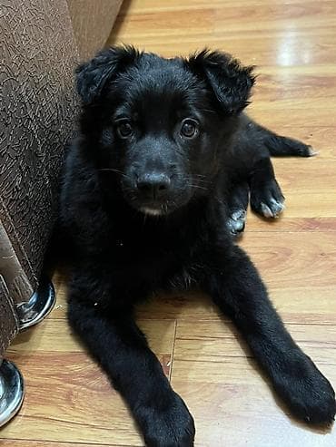 Собака даром: Дворняжка, 2 месяца, Самка