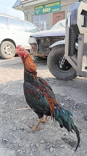 курица куплю: Продаю | Петух | Бойцовая | Для разведения — 1