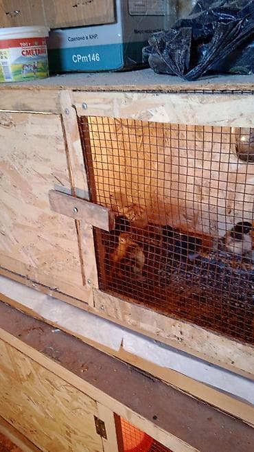 купить фазана цена: Продаю домашних подросших цыплят и утят: 1) цыплята трёхнедельные — — 3