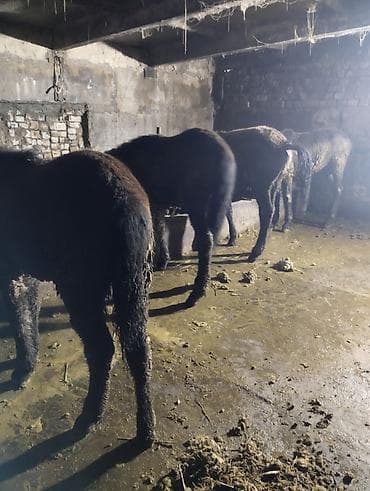 кок бору ат: Продаю | Жеребенок | Для разведения | Племенные — 8