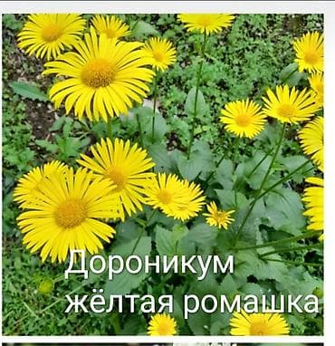 вишня: Клематис Варшавский Найк,достигает до 3-4 м, цветет до снега — 10