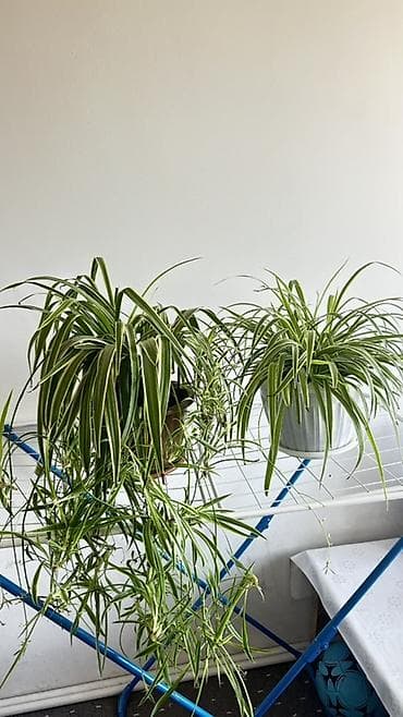 Дом и сад: Хлорофитум (паукообразный, variegata) — комнатные растения с длинными — 1