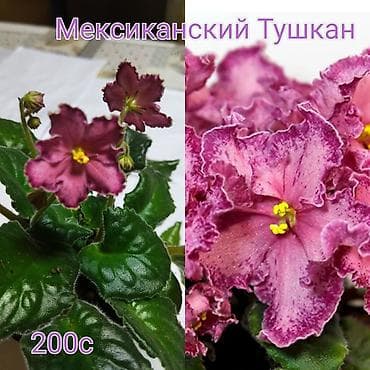 Хозтовары: Сенполии (фиалки) сортовые. В наличии на фото: - Мексиканский Тушкан — 1