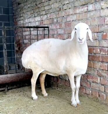 племенные коровы молочные купить: Продаю | Овца (самка), Ягненок, Баран (самец) | Гиссарская, Арашан | Для разведения | Племенные, Осеменитель — 5