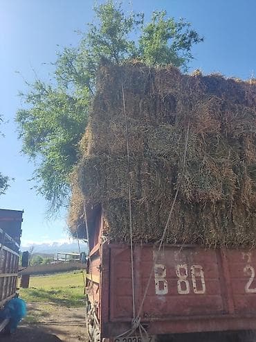 продажа силос: Срочно стою в Белов 150 тюков есть и штучно Сено/люцерна в тюках - — 3