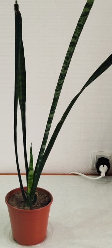 теща: Сансевиерия -тещин язык, высота 65-70 см -250 сом. Тигровый алоэ,7 см — 1