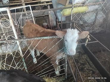 Башка жаныбарлар: Сатам | Уй (ургаачы) | Монбельярд | Сүт алуу үчүн — 5