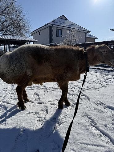 хомяки ош: Сатам | Кочкор (эркек) | Арашан | Көбөйтүү үчүн | Жасалма жол менен боозутуу — 10