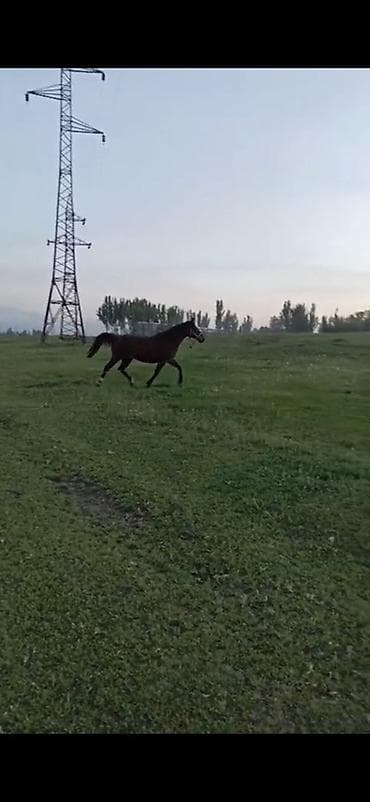 выстрел собак: Продаю | Кобыла (самка) | Рабочий — 2