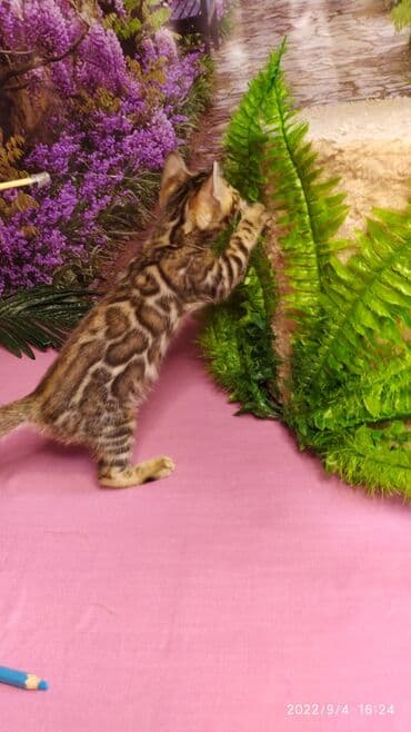 новорожденные котята: Красивейшие Бенгальские котята 3мес девочки и мальчики. Проф питомник — 11